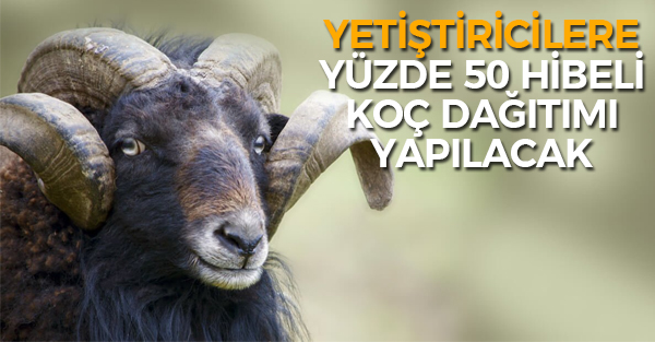 İlimiz Yetiştiricilerine %50 Hibe Destekli Damızlık Koç Dağıtımı